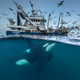 A killer whale swims up to a fishing boat to get a bite of herrings.